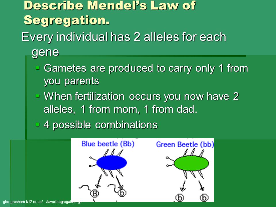 Describe Mendel’s Law of Segregation.
