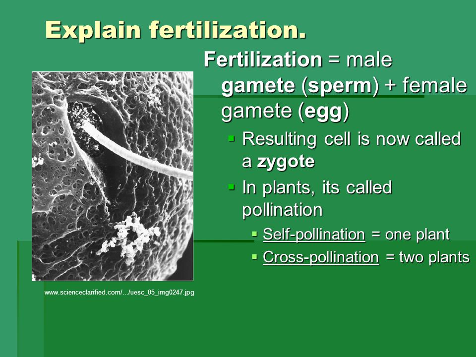 Explain fertilization.