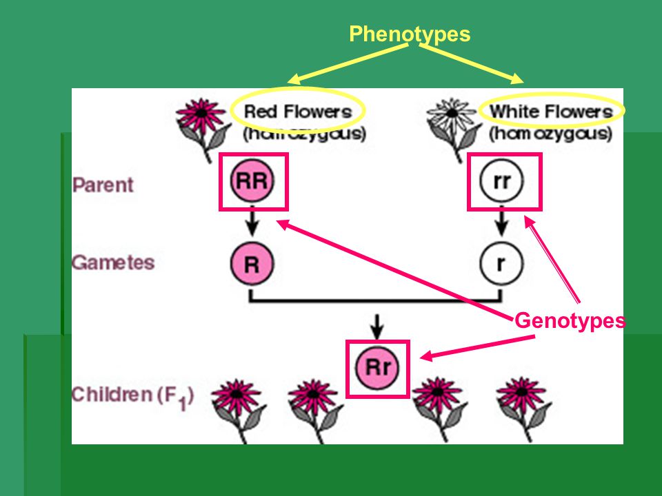 Phenotypes Genotypes