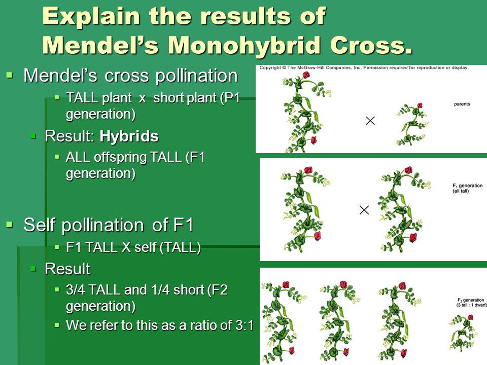 Explain the results of Mendel’s Monohybrid Cross.