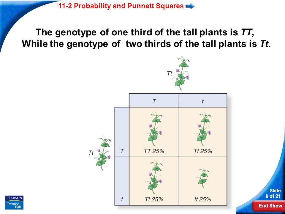 The genotype of one third of the tall plants is TT,