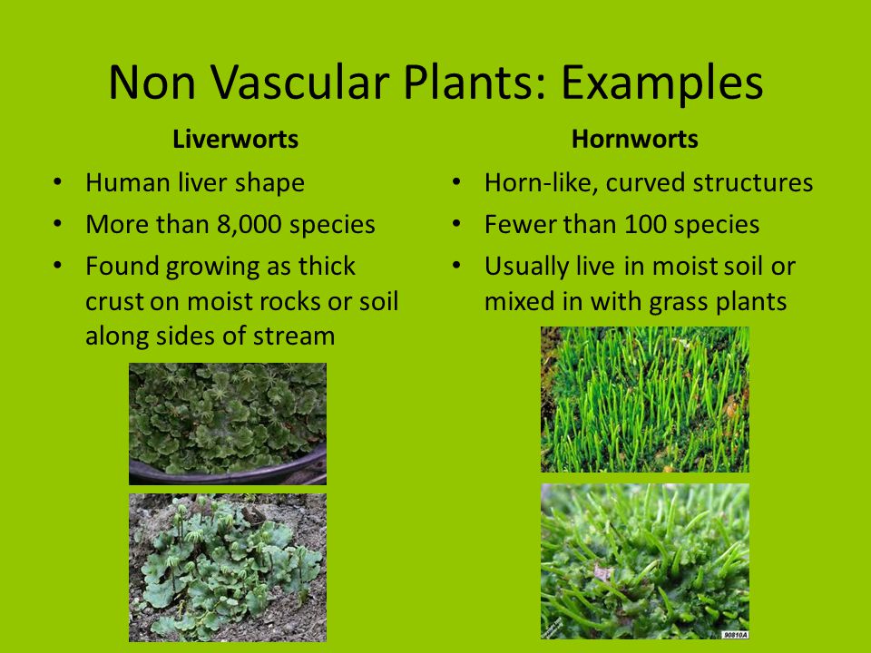 seedless vascular plants examples