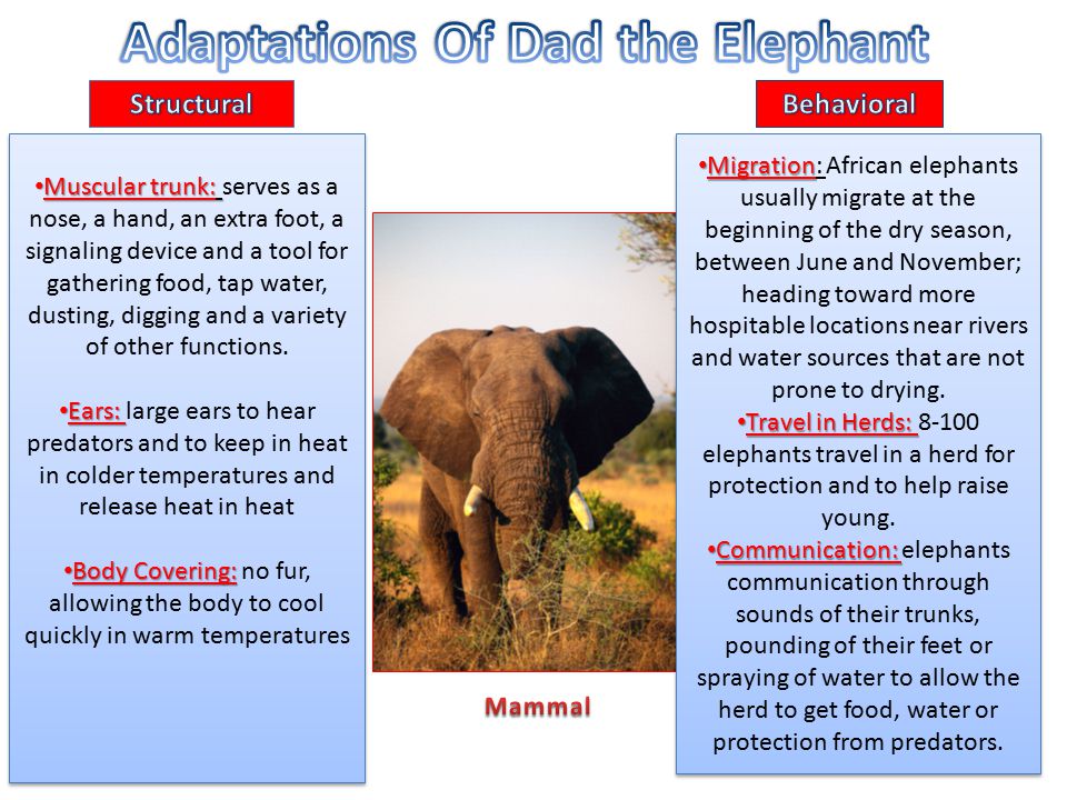Adaptations of Mom the Giraffe - ppt video online download