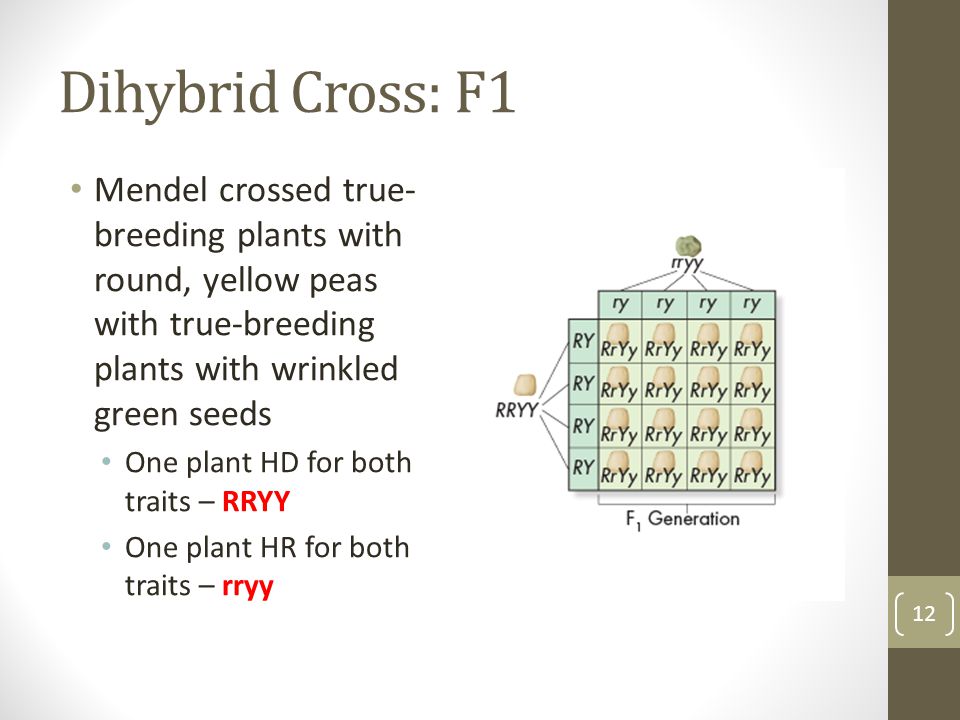 Dihybrid Cross: F1 Mendel crossed true-breeding plants with round, yellow peas with true-breeding plants with wrinkled green seeds.