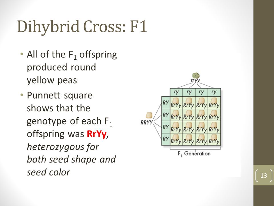 Dihybrid Cross: F1 All of the F1 offspring produced round yellow peas