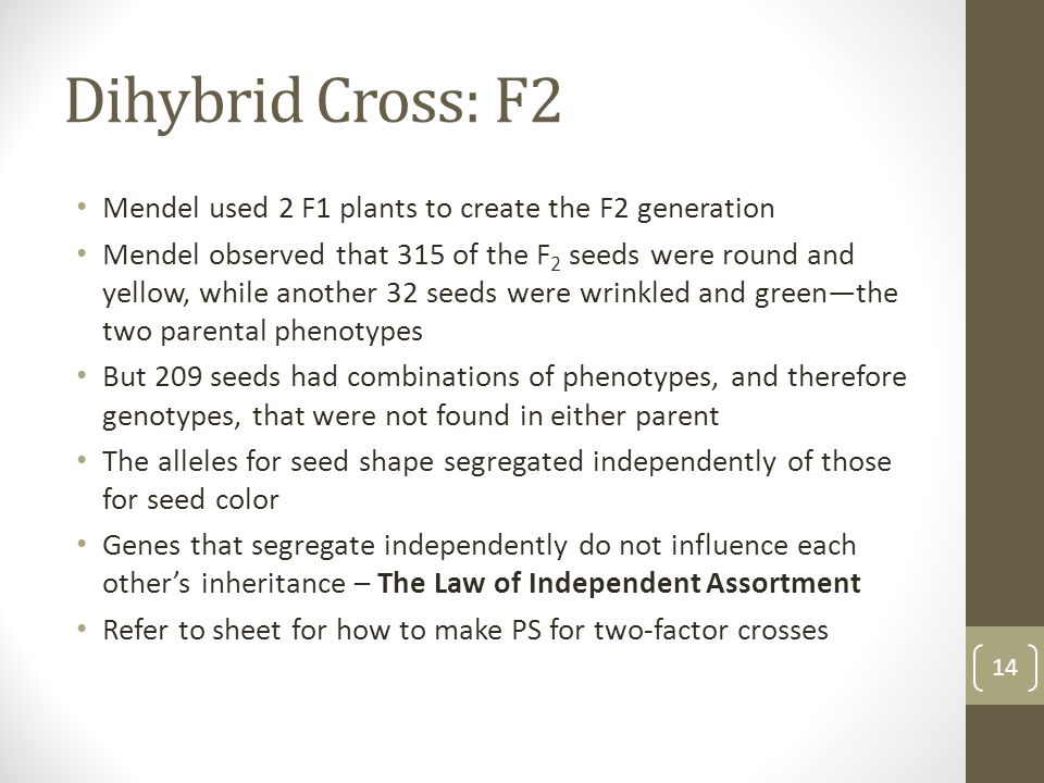 Dihybrid Cross: F2 Mendel used 2 F1 plants to create the F2 generation