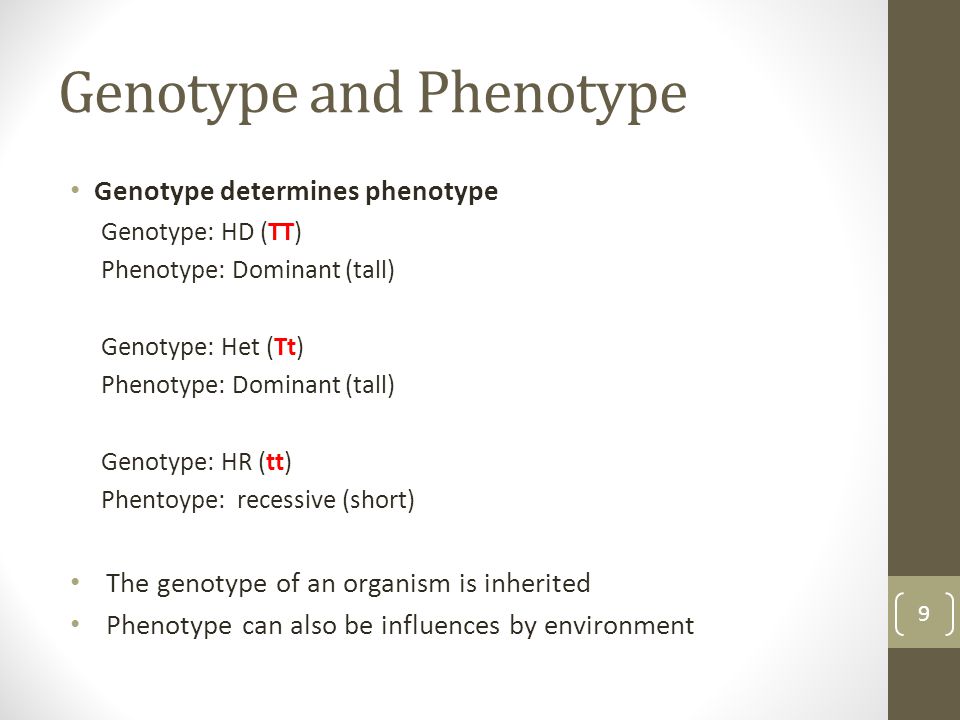 Genotype and Phenotype