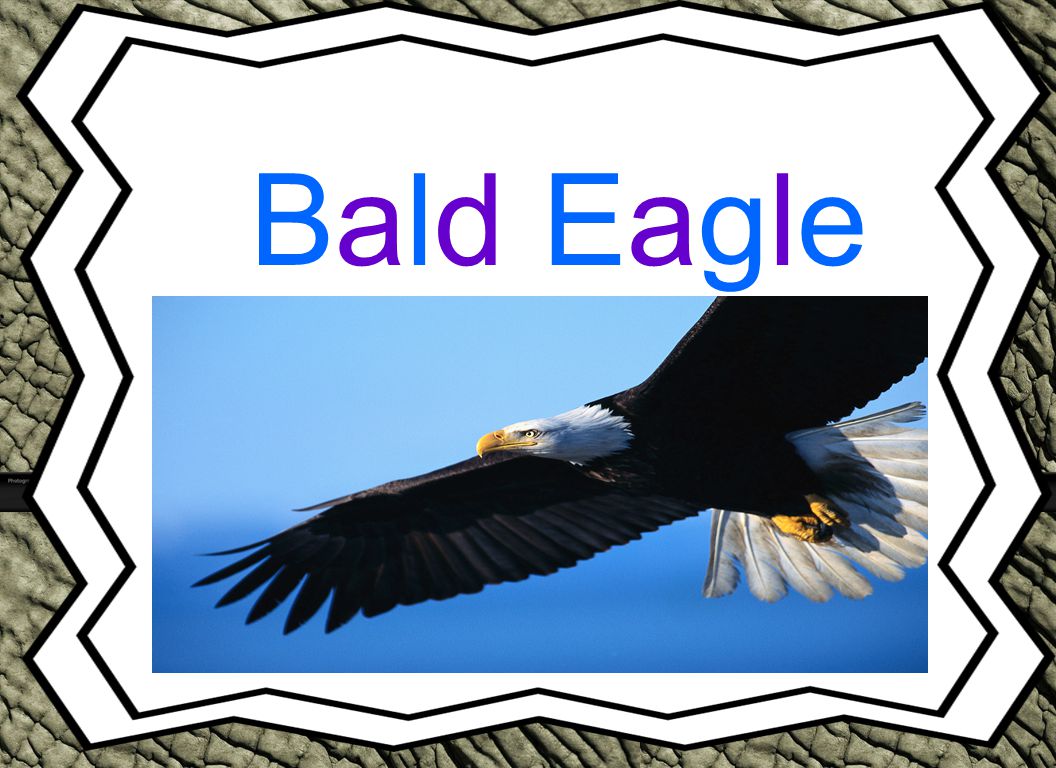 Bald Eagle Animal Reports