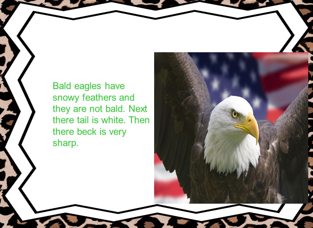 What Do Look Like. Bald eagles have snowy feathers and they are not bald.