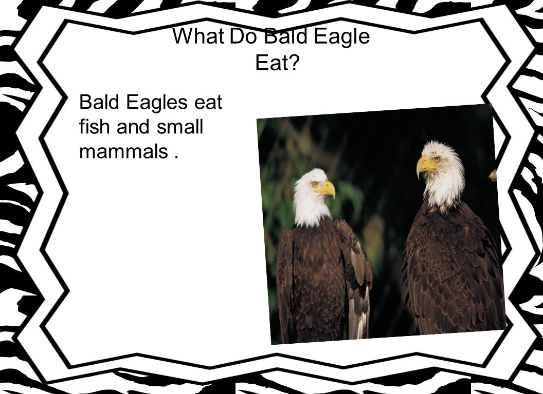 What Do Bald Eagle Eat Bald Eagles eat fish and small mammals .