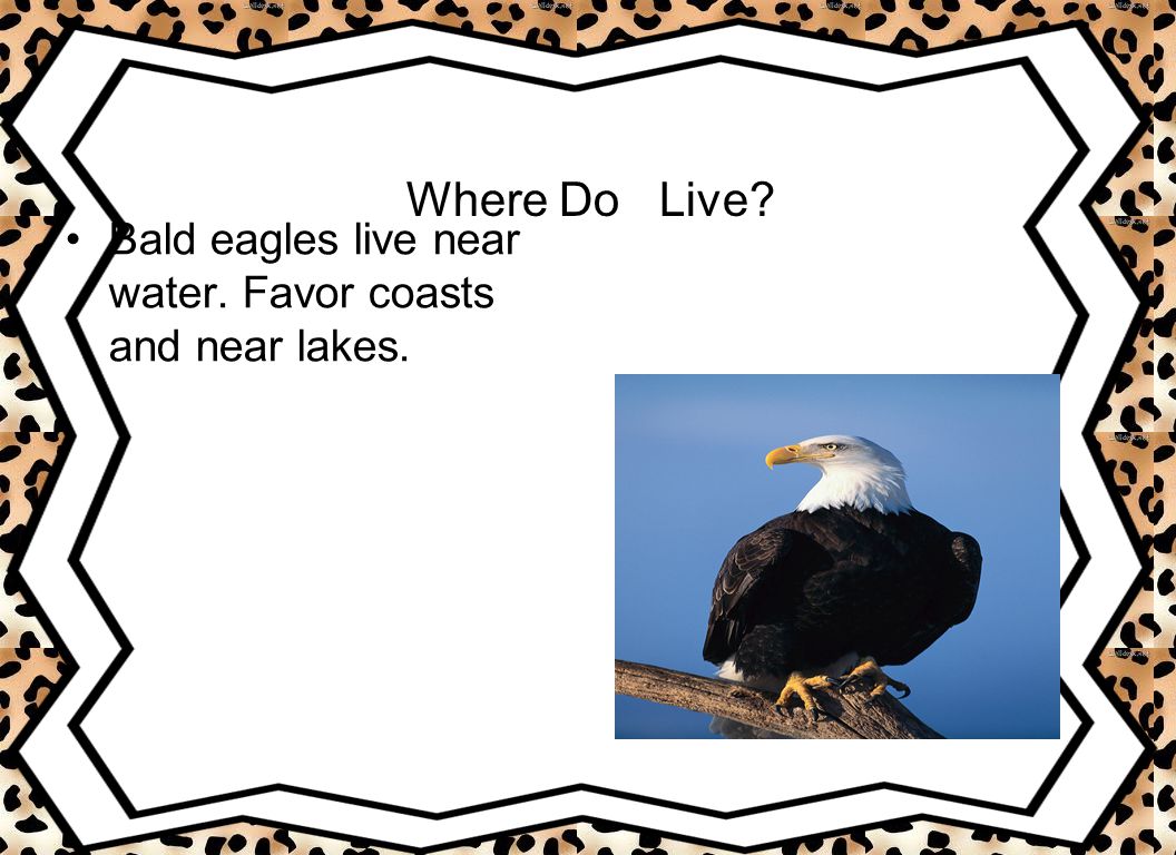 Where Do Live Bald eagles live near water. Favor coasts and near lakes.