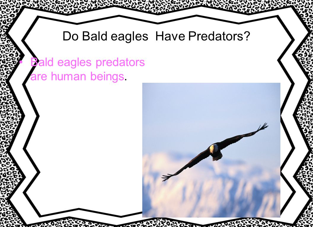 Do Bald eagles Have Predators