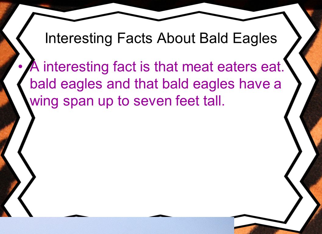 Interesting Facts About Bald Eagles