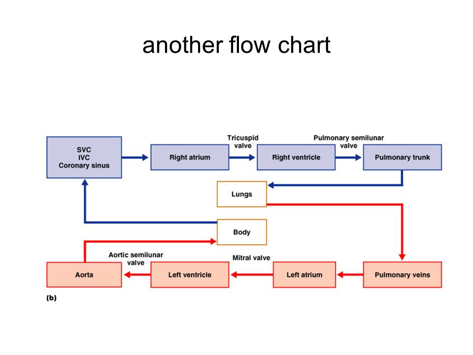 Pulmonary Circulation Flow Chart