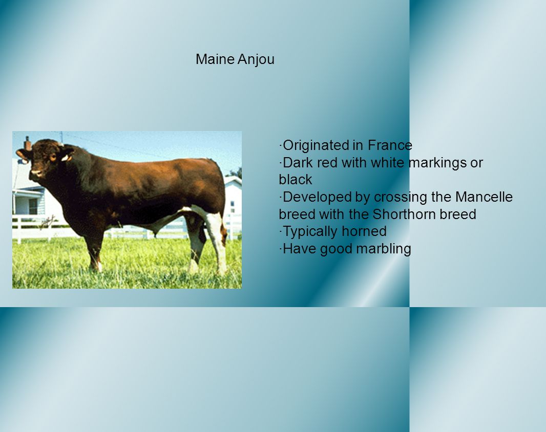 Beef Cattle Production Ppt Video Online Download