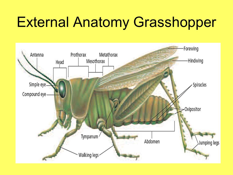 Chapter 36 Arthropods Chapter 37 Insects Ppt Video Online Download