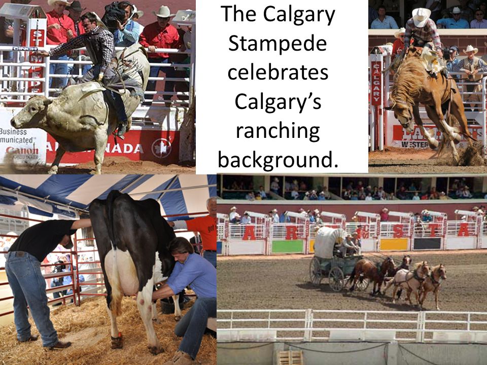 The Calgary Stampede celebrates Calgary’s ranching background.