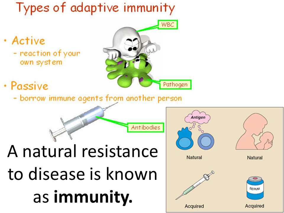 A natural resistance to disease is known as immunity.