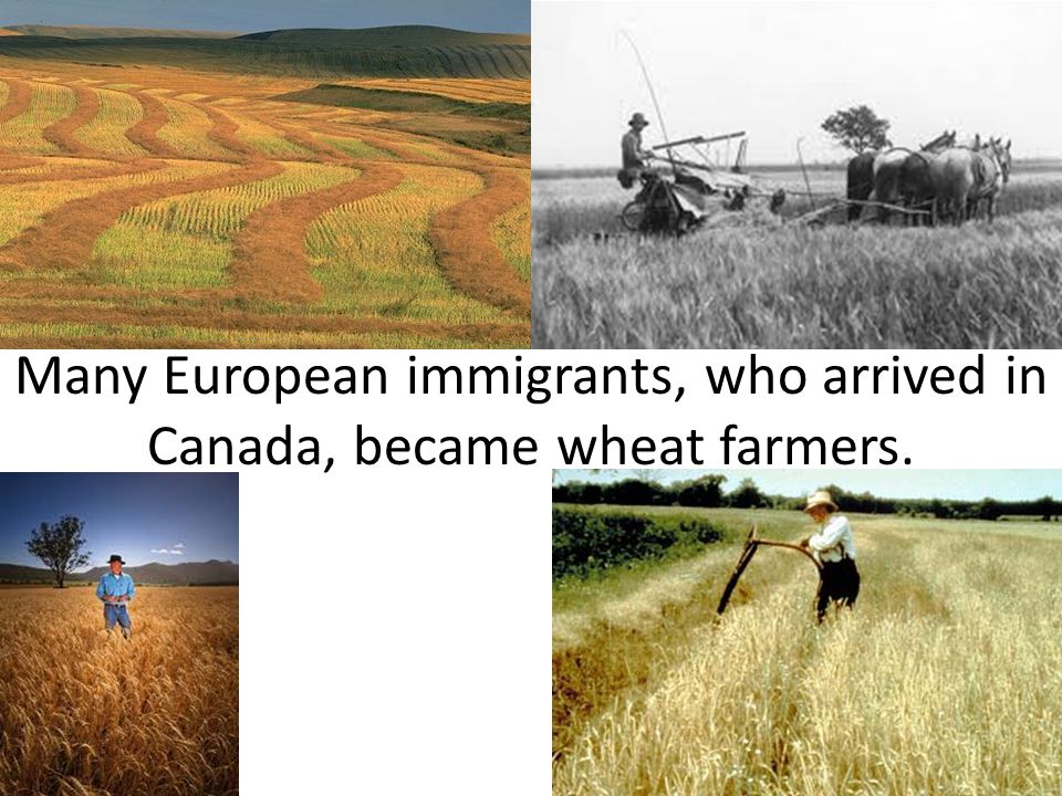 Many European immigrants, who arrived in Canada, became wheat farmers.