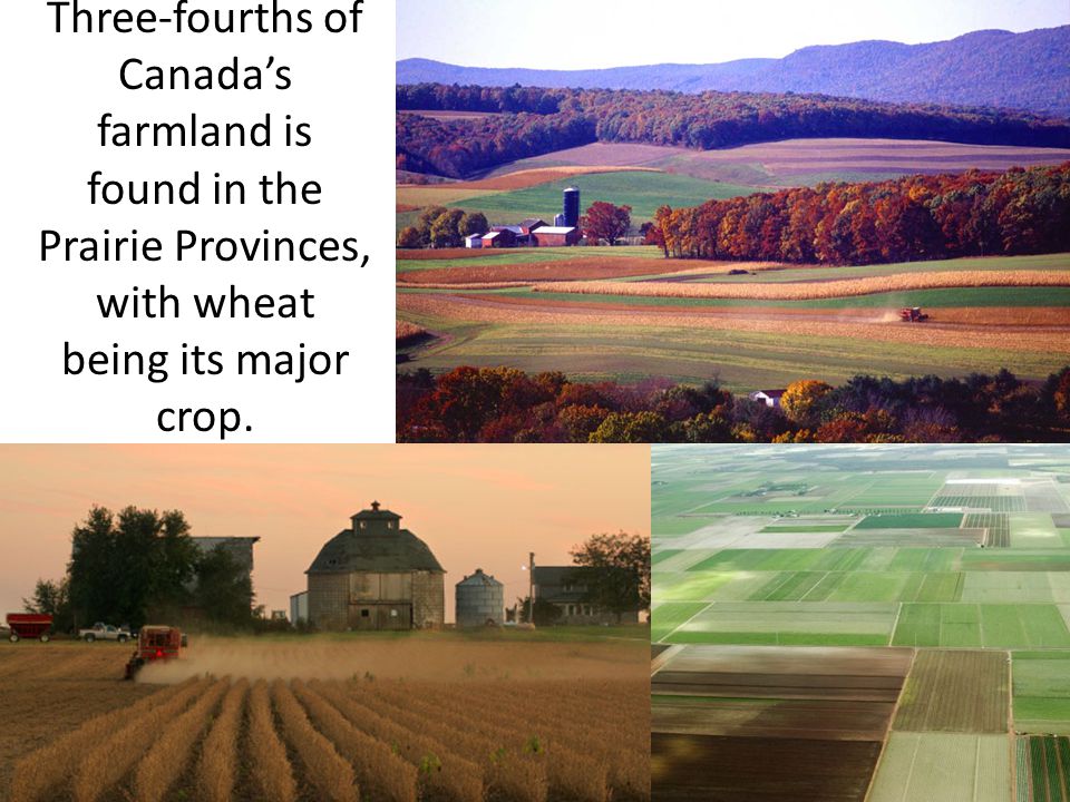 Three-fourths of Canada’s farmland is found in the Prairie Provinces, with wheat being its major crop.