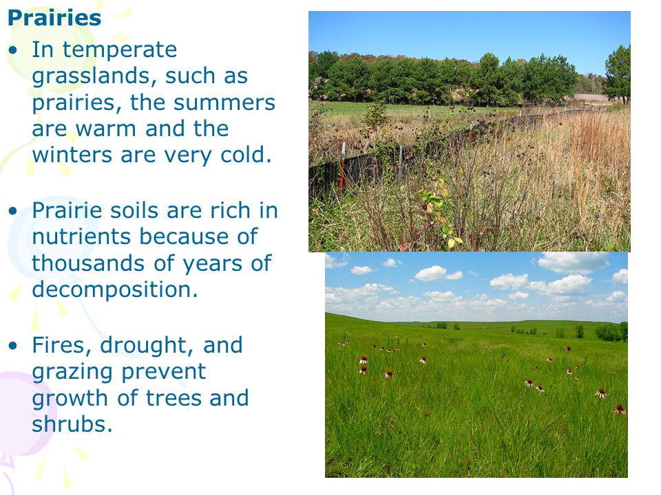 Prairies In temperate grasslands, such as prairies, the summers are warm and the winters are very cold.