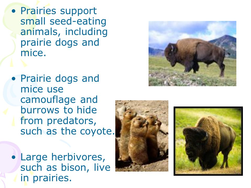 Prairies support small seed-eating animals, including prairie dogs and mice.