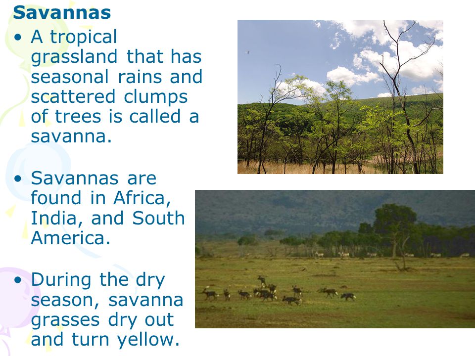 Savannas A tropical grassland that has seasonal rains and scattered clumps of trees is called a savanna.