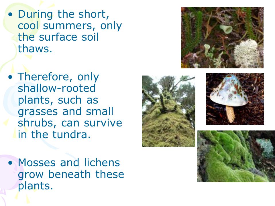 During the short, cool summers, only the surface soil thaws.