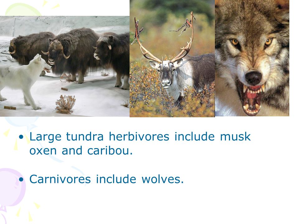 Large tundra herbivores include musk oxen and caribou.