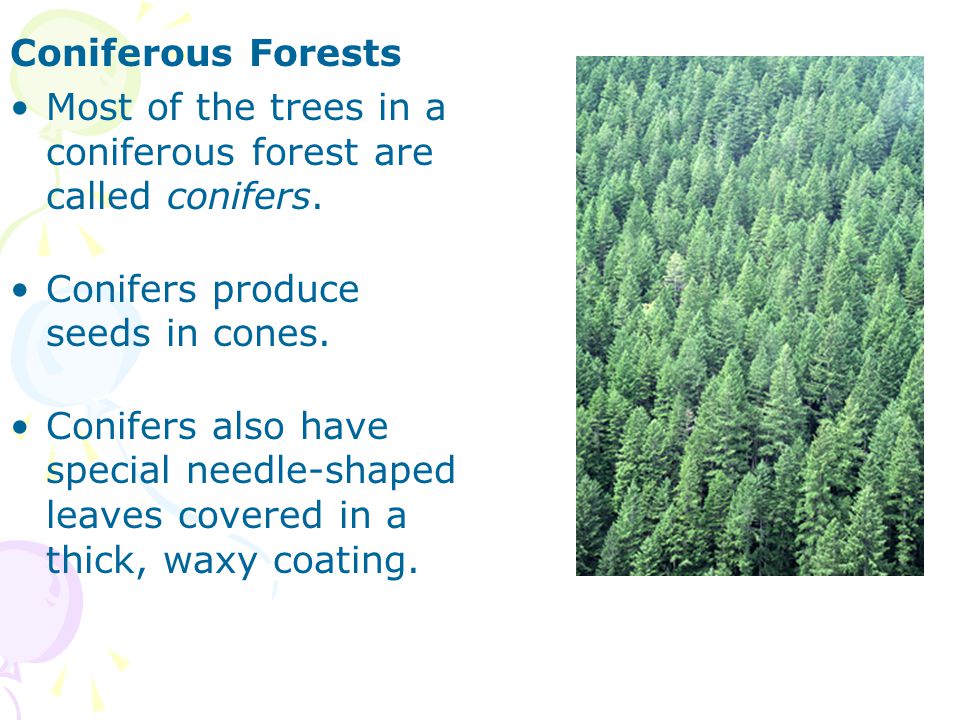 Coniferous Forests Most of the trees in a coniferous forest are called conifers. Conifers produce seeds in cones.
