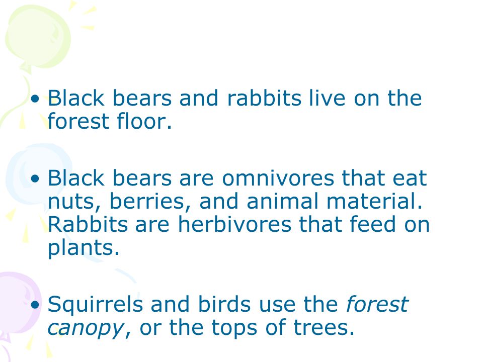 Black bears and rabbits live on the forest floor.