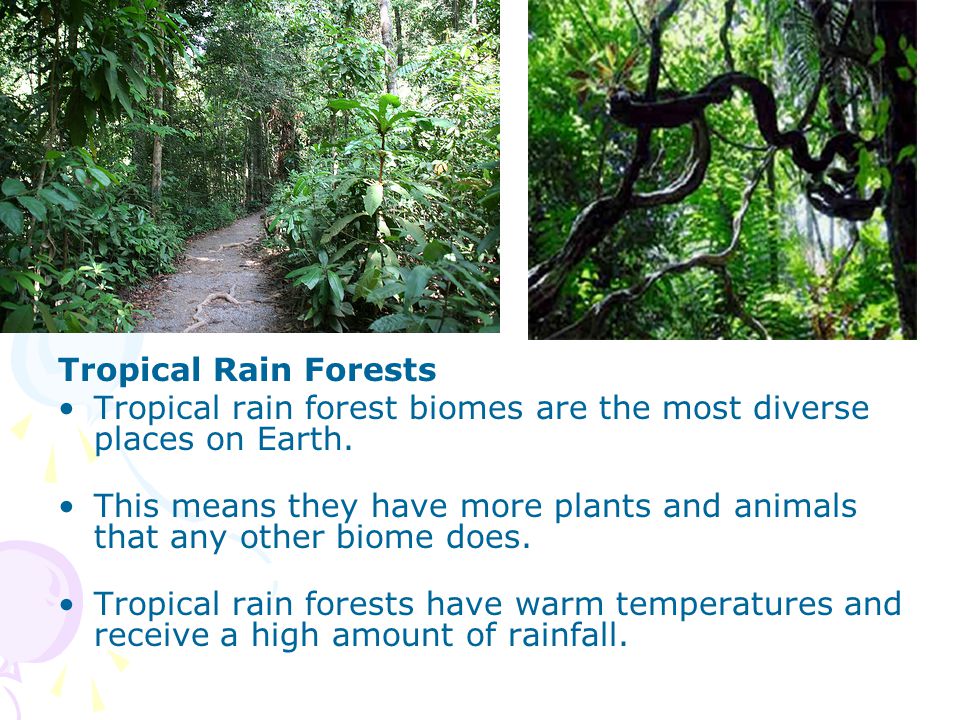 Tropical Rain Forests Tropical rain forest biomes are the most diverse places on Earth.
