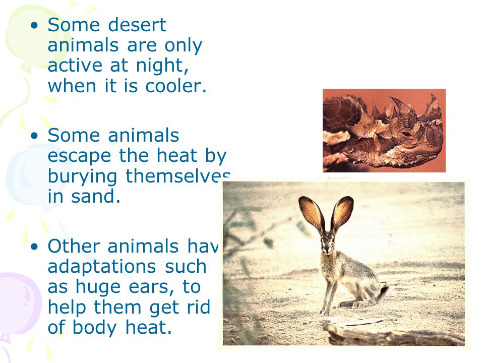 Some desert animals are only active at night, when it is cooler.