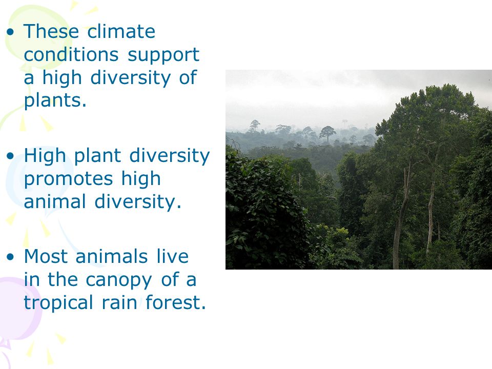 These climate conditions support a high diversity of plants.