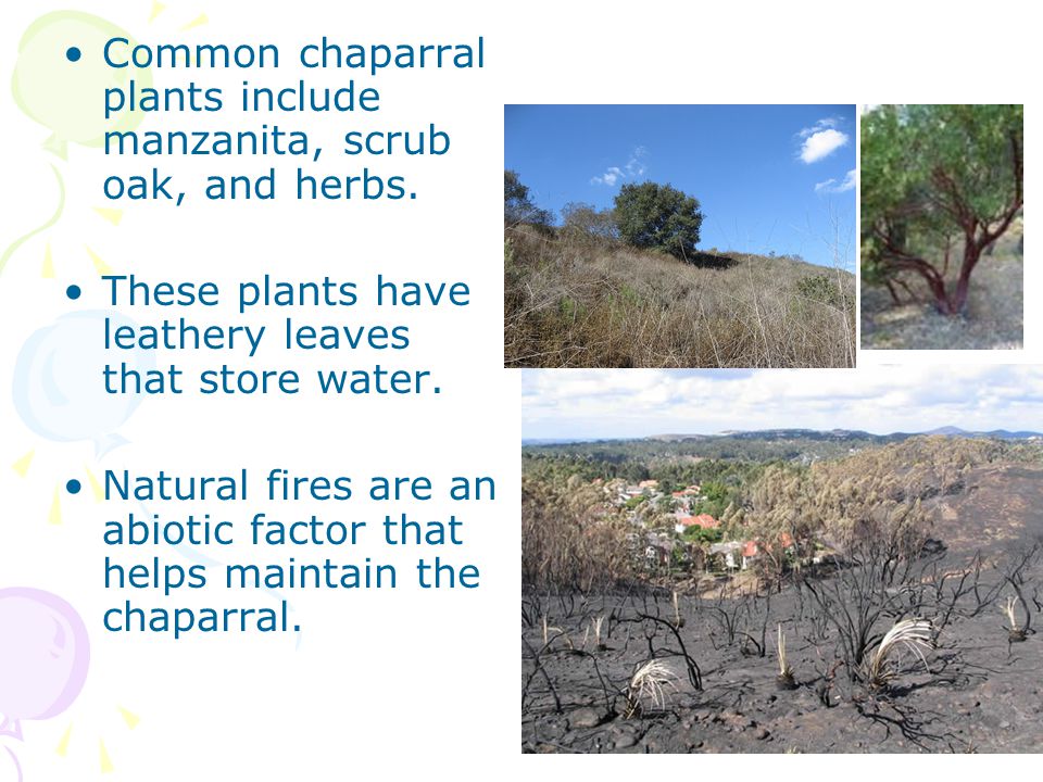 Common chaparral plants include manzanita, scrub oak, and herbs.