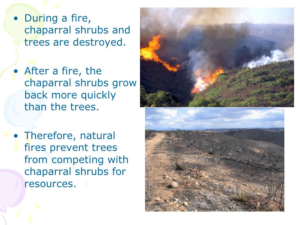 During a fire, chaparral shrubs and trees are destroyed.