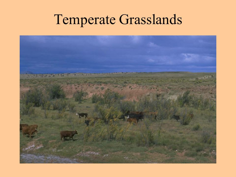 Grassland, Desert, and Tundra Biomes - ppt video online download