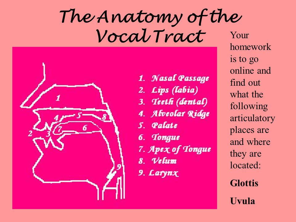 The Anatomy of the Vocal Tract
