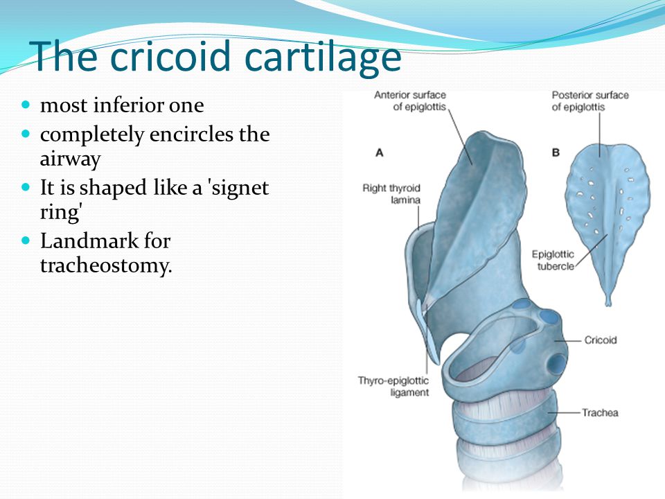The+cricoid+cartilage+most+inferior+one