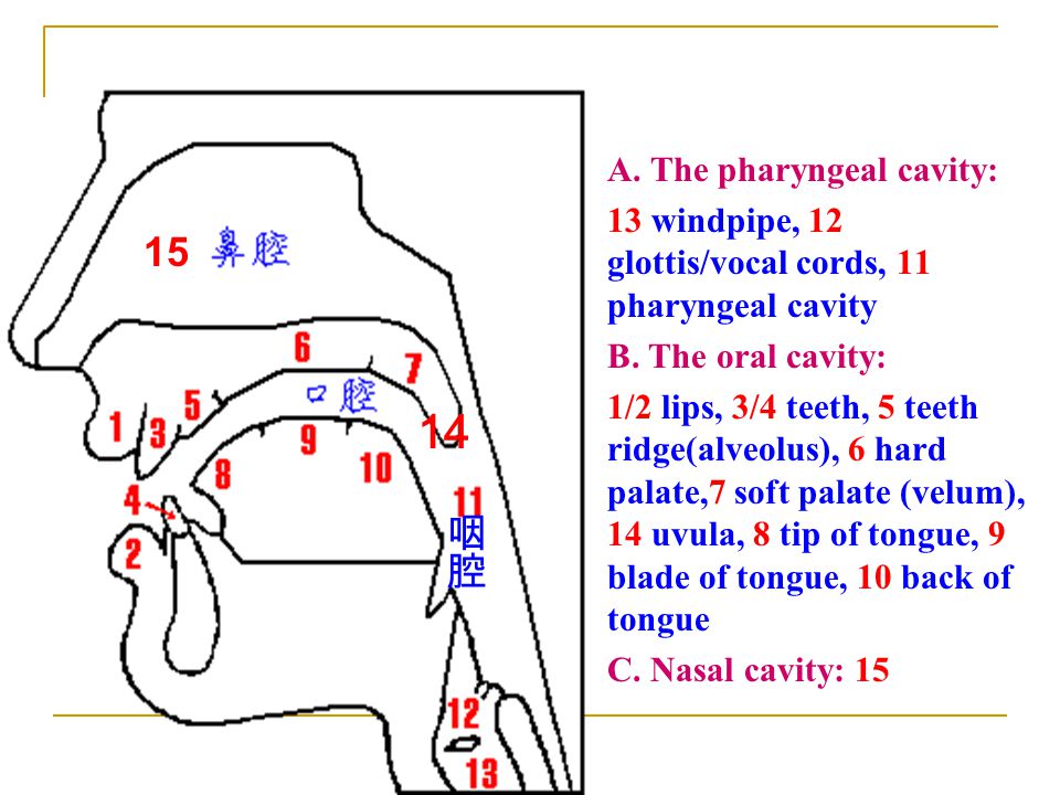 14 15 咽腔 A. The pharyngeal cavity: