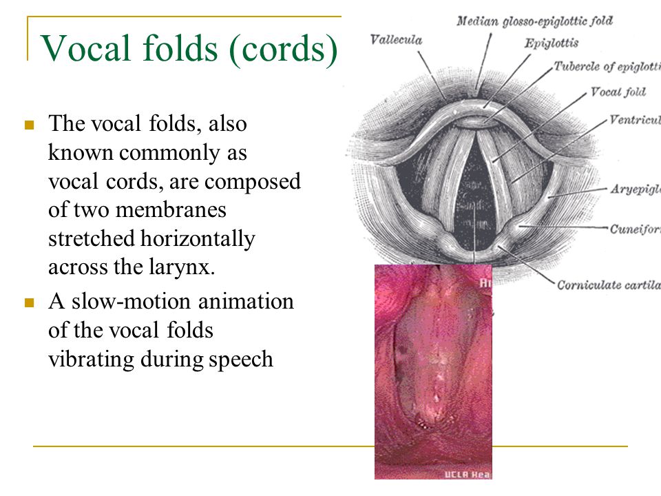 Vocal folds (cords) The vocal folds, also known commonly as vocal cords, are composed of two membranes stretched horizontally across the larynx.