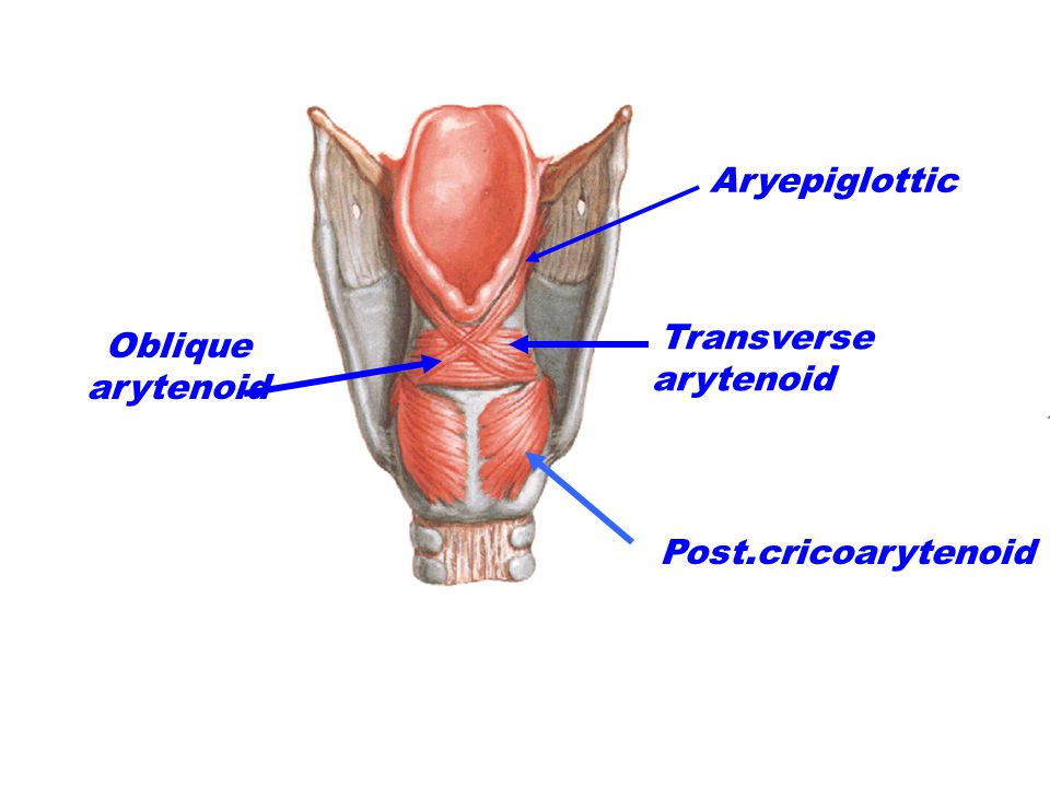 The larynx Dr. Ayat El-Domouky. - ppt video online download