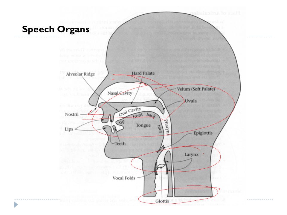 Speech Organs