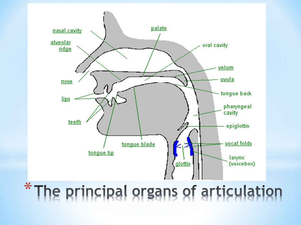 The principal organs of articulation
