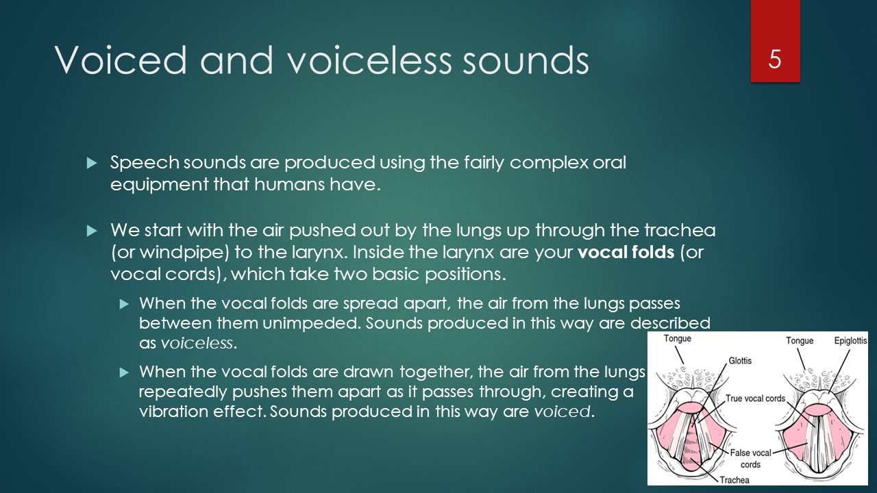 Voiced and voiceless sounds