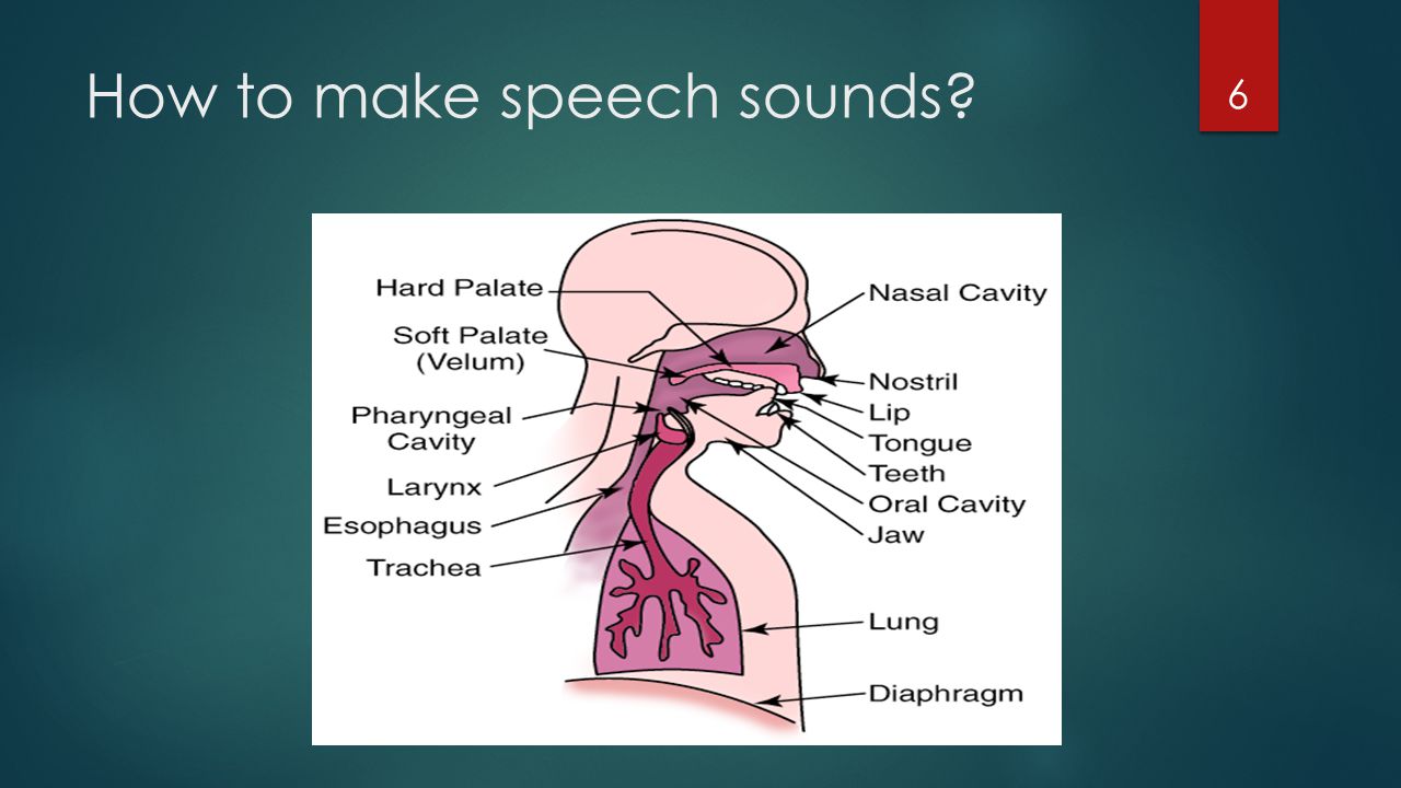 How to make speech sounds