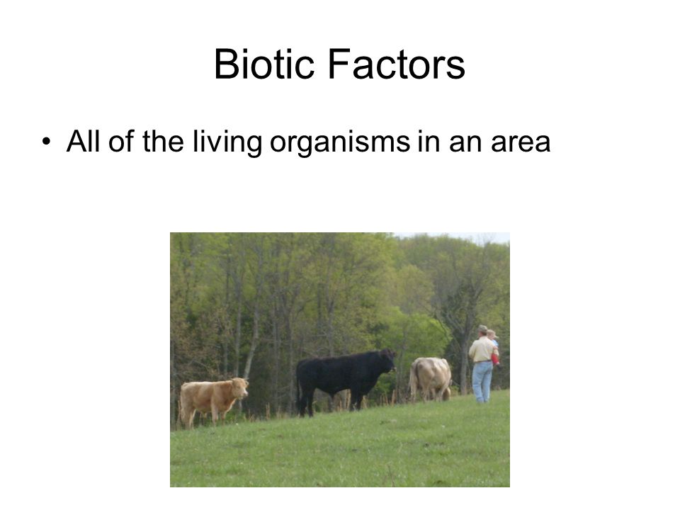 Biotic Factors All of the living organisms in an area