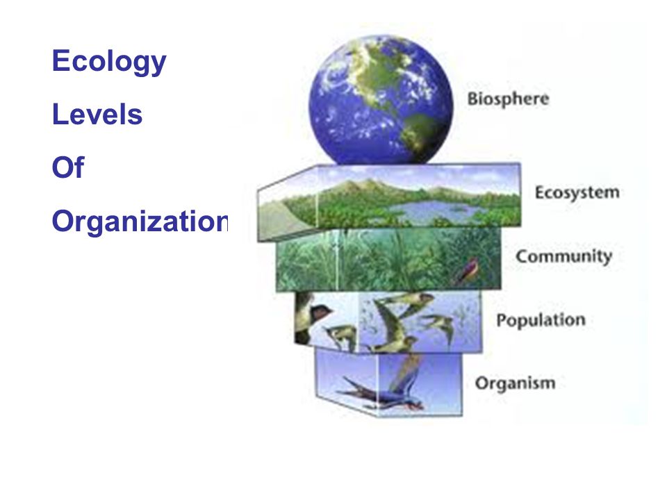 Ecology Levels Of Organization