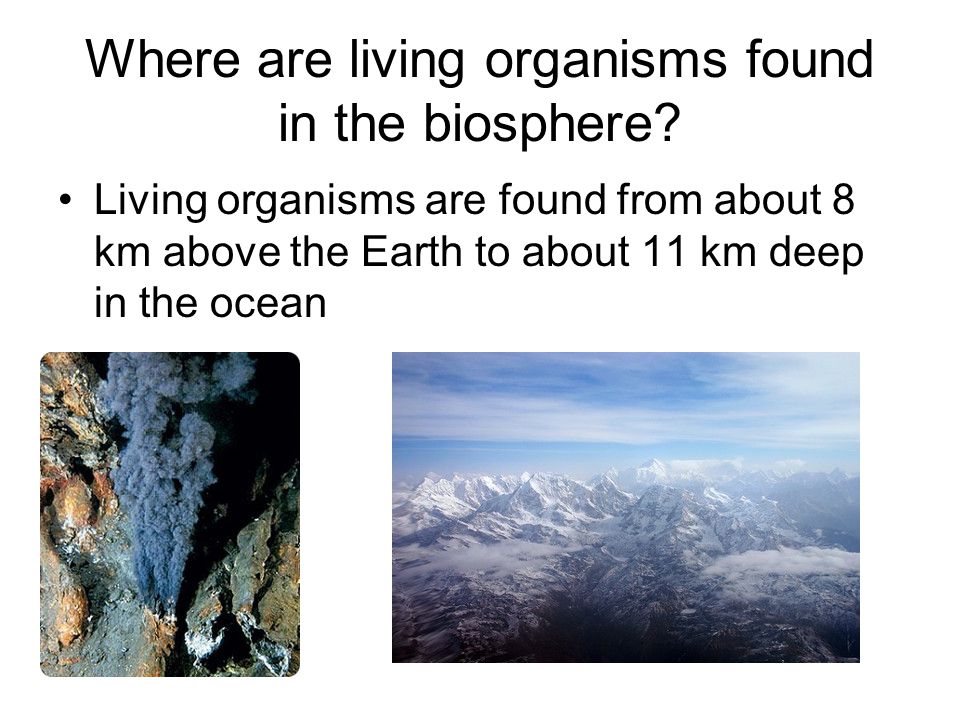 Where are living organisms found in the biosphere