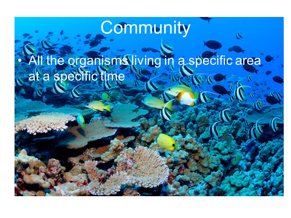 Community All the organisms living in a specific area at a specific time